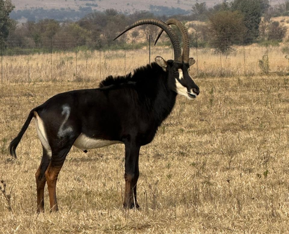43 4/8" Sable bull